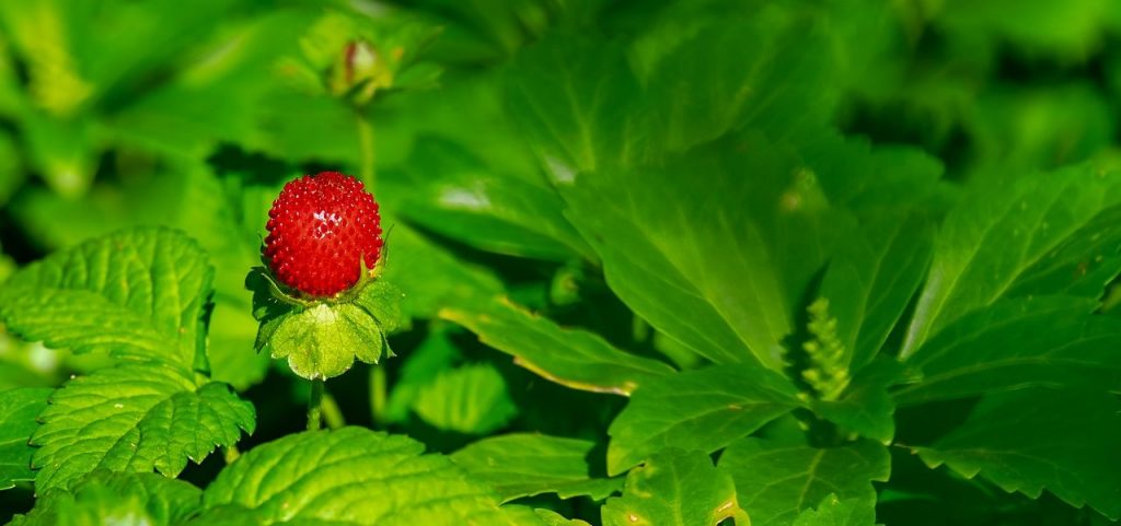 A new strawberry emerging
