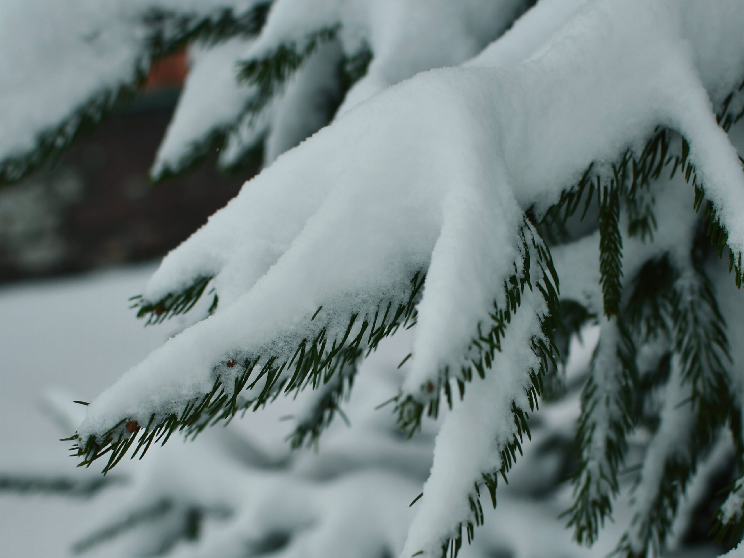 ChatGPT Just Built the Perfect Christmas Social Media Campaign